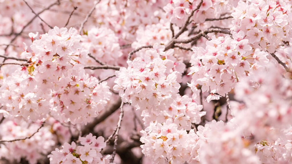 春メニューついに3月スタート‼‼